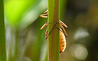 Small Whiteface (Nymph, Leucorrhinia dubia)